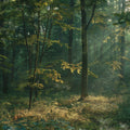 Sunrise Forest, Dawn Mural Wallpaper - pure wallpaper artwork
