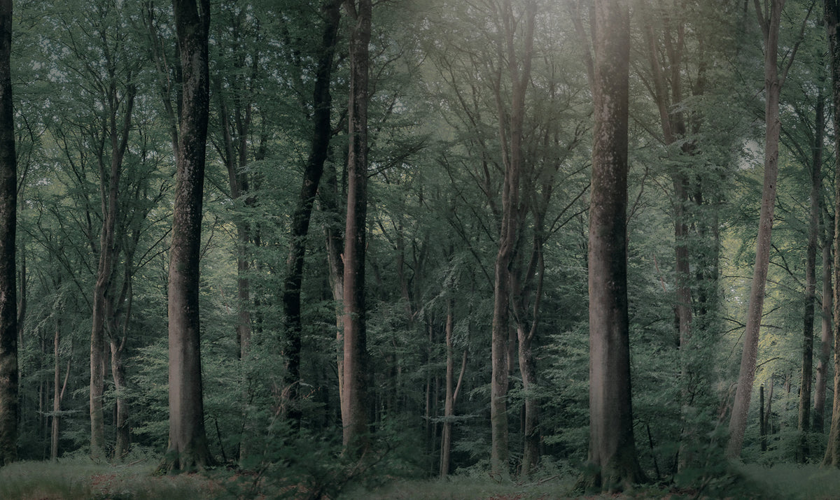 Whispering Woods, Dark Green Mural Wallpaper - pure wallpaper artwork