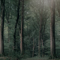 Whispering Woods, Dark Green Mural Wallpaper - pure wallpaper artwork