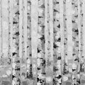 Birch Forest, Black & White Mural Wallpaper - pure wallpaper artwork