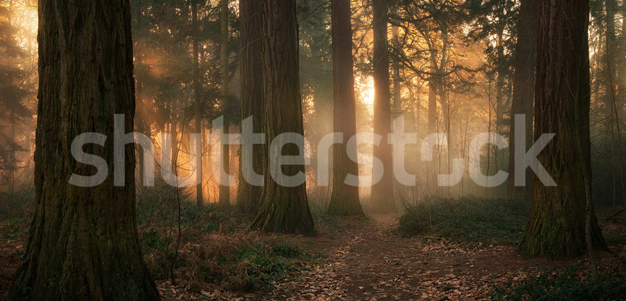 Misty Morning, Soft Mural Wallpaper