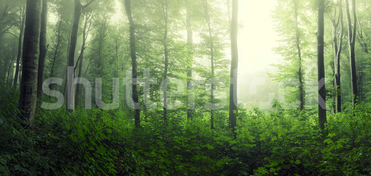 Serene Forest, Green Mural Wallpaper - pure wallpaper artwork