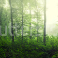 Serene Forest, Green Mural Wallpaper - pure wallpaper artwork