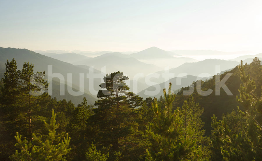 Pine Top, Day Mural Wallpaper