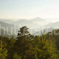 Pine Top, Day Mural Wallpaper - pure wallpaper artwork