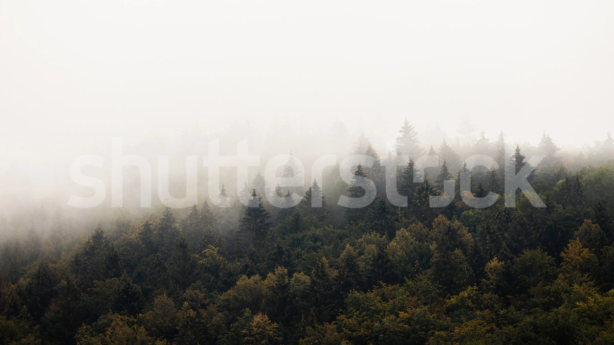 Hazy Hill, Morning Mural Wallpaper - pure wallpaper artwork