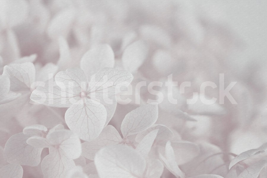 Grand Hydrangea, Soft Pink Mural Wallpaper