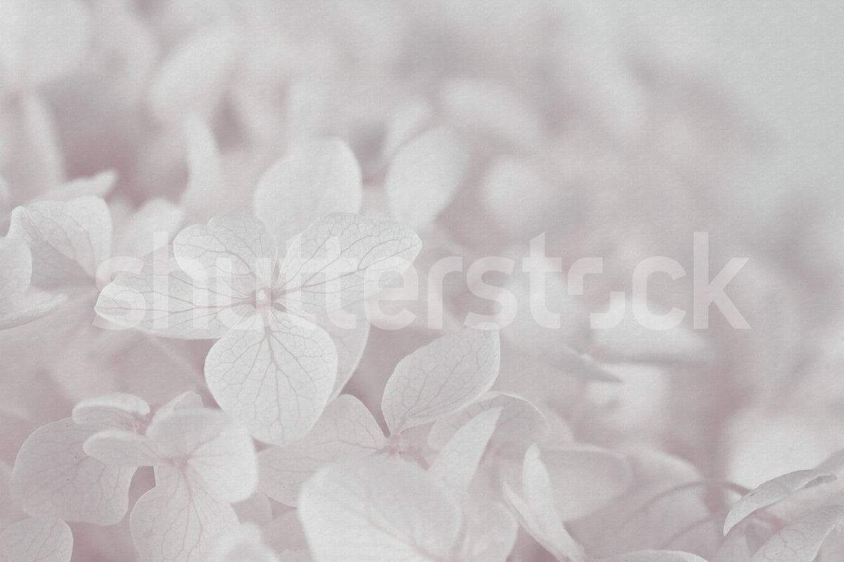 Grand Hydrangea, Soft Pink Mural Wallpaper - pure wallpaper artwork