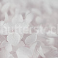 Grand Hydrangea, Soft Pink Mural Wallpaper - pure wallpaper artwork