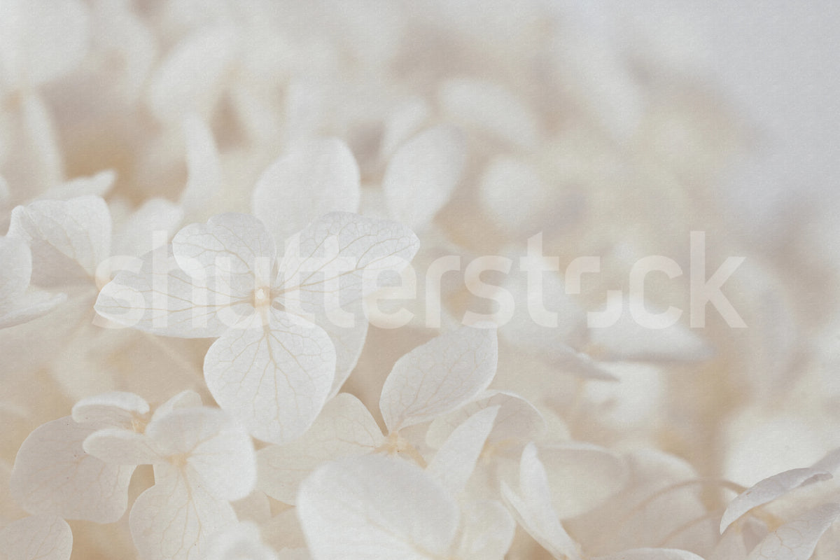 Grand Hydrangea, Soft Beige Mural Wallpaper - pure wallpaper artwork