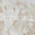 Grand Hydrangea, Soft Beige Mural Wallpaper - pure wallpaper artwork