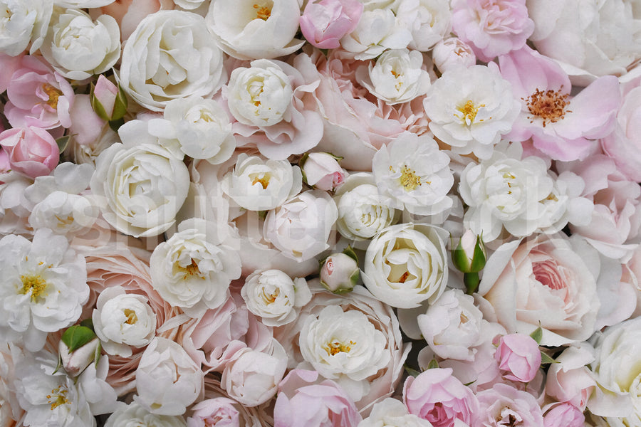 Bouquet of Buttercups, Pink Mural Wallpaper
