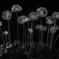 Ethereal Dandelion Seed Mural Wallpaper — Minimalist Monochrome Mural Wallpaper - room preview 02