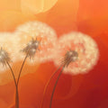 Sun-Drenched Dandelion Mural Wallpaper — Warm Botanical Design Mural Wallpaper - room preview 02