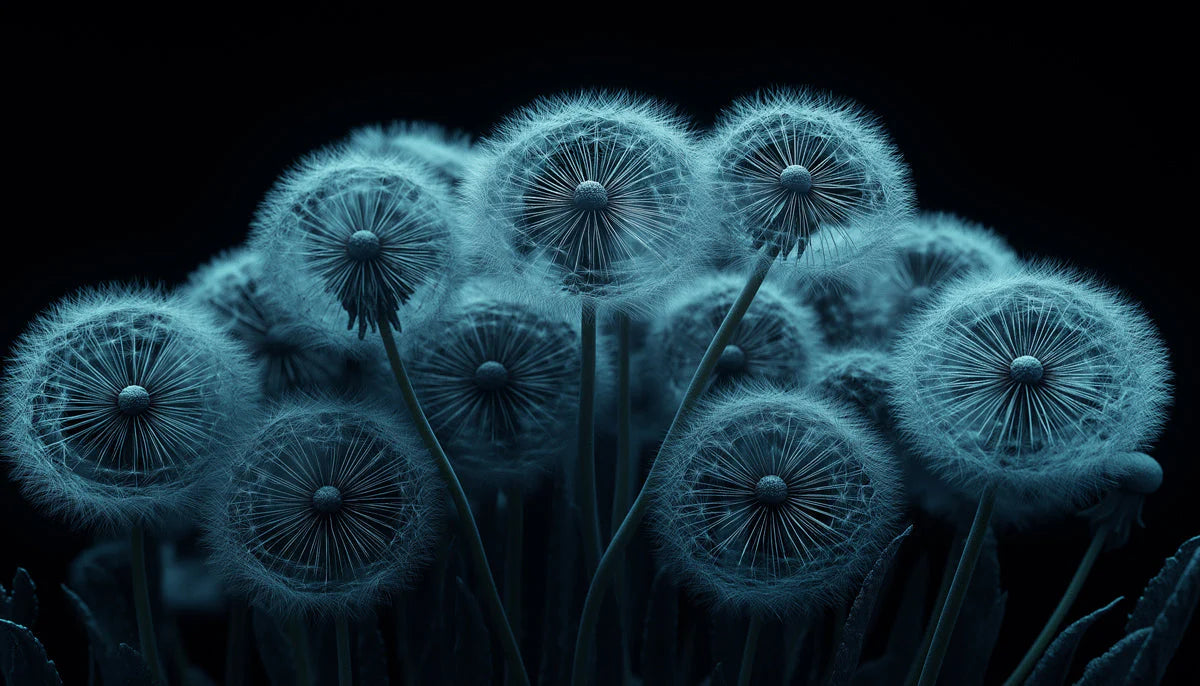 Dandelion Macro Mural Wallpaper — Minimalist Blue and Charcoal Mural Wallpaper - room preview 02