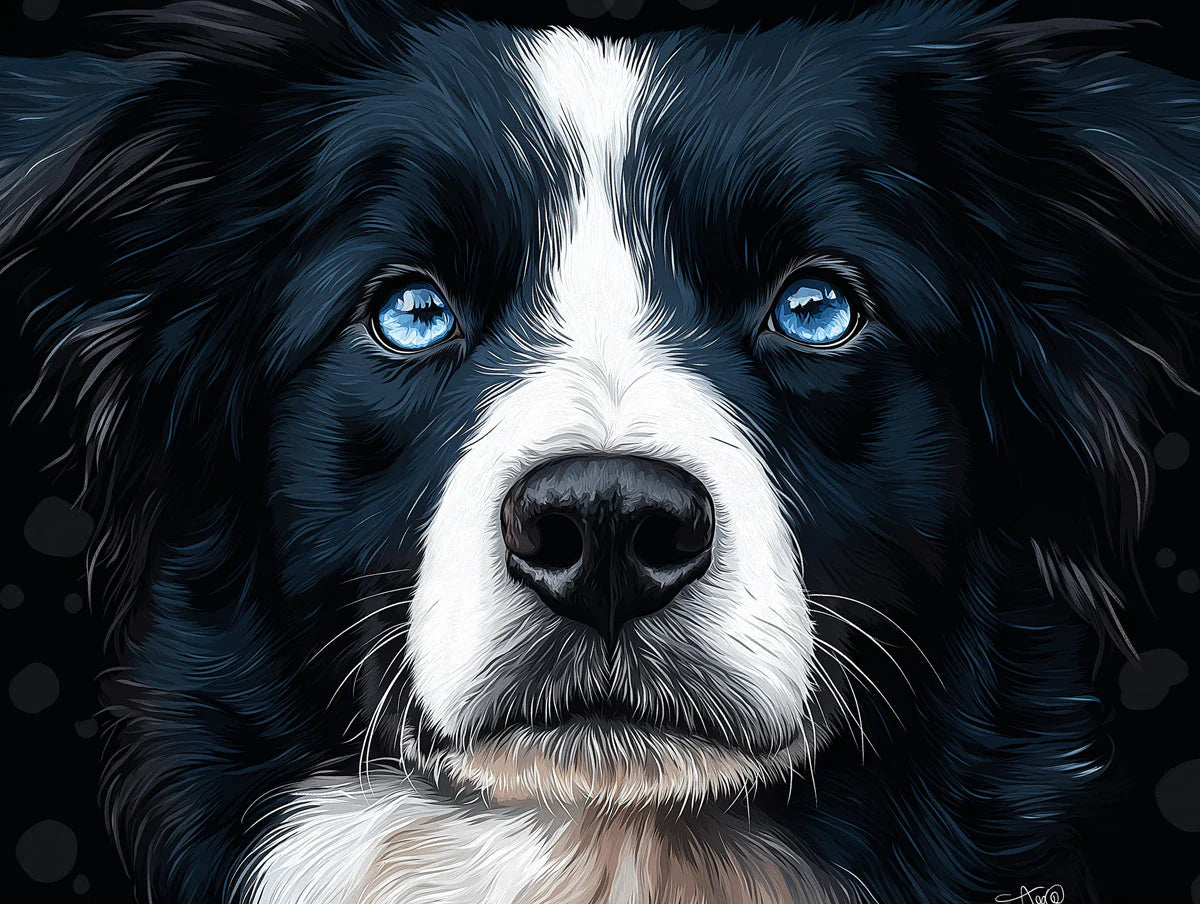 Blue-Eyed Border Collie Portrait Mural Wallpaper — Artistic Focus Mural Wallpaper - room preview 02