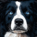 Blue-Eyed Border Collie Portrait Mural Wallpaper — Artistic Focus Mural Wallpaper - room preview 02