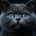 Staring Blue-Eyed Cat Mural Wallpaper — Moody Portrait Design Mural Wallpaper - room preview 02
