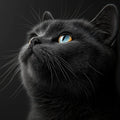 Heterochromatic Cat Portrait Mural Wallpaper — Dark Realistic Style Mural Wallpaper - room preview 02