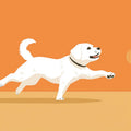 Playing Labrador Dog Mural Wallpaper — Playful Orange Design Mural Wallpaper - room preview 02