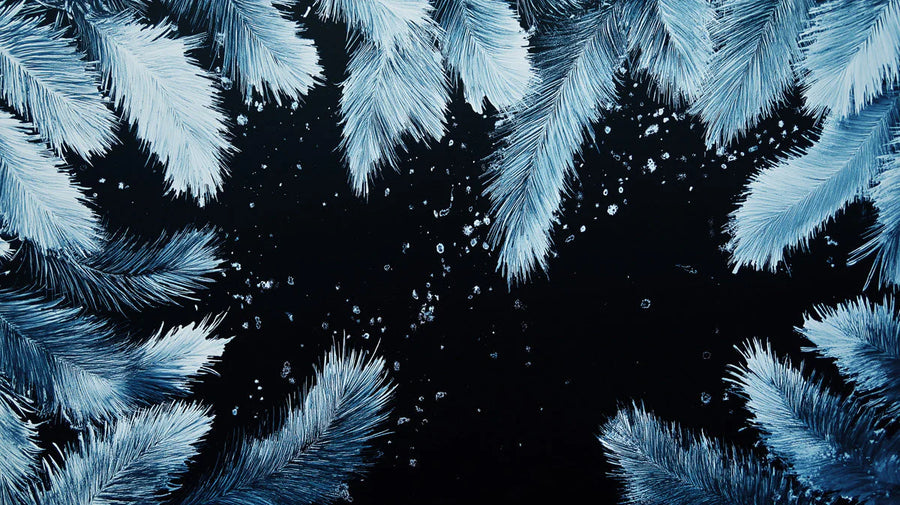 Peacock Wallpaper Mural – Bird Wall Mural – Icy Blue Feather — Modern Botanical Statement printable artwork