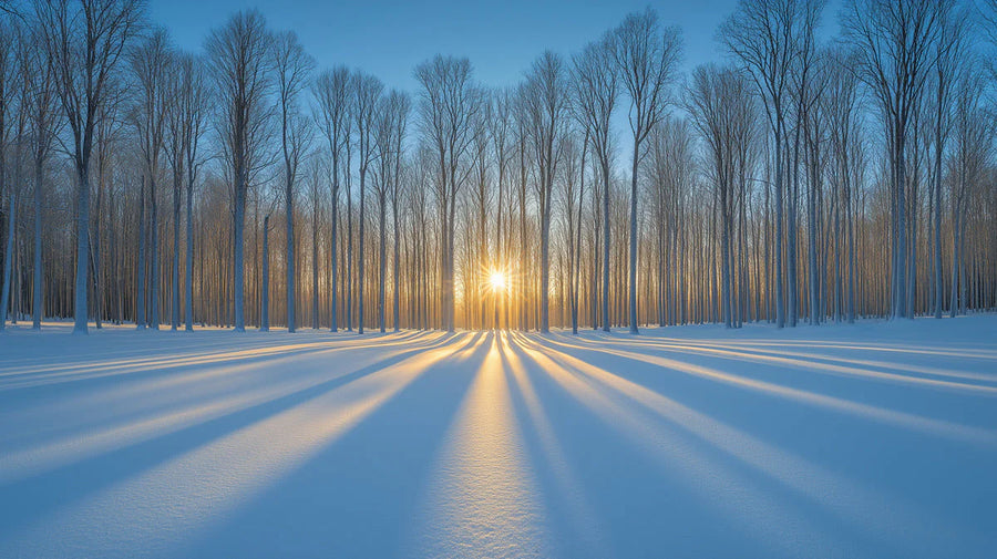 Papier Peint Mural Rayons de Soleil Forêt Enneigée — Papier Peint Mural Décor Paysage Hivernal printable artwork