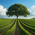 Solitary Vineyard Tree Mural Wallpaper — Natural Horizon View Mural Wallpaper - room preview 02
