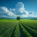 Tuscan Vineyard Landscape Mural Wallpaper —Horizon View Mural Wallpaper - room preview 02