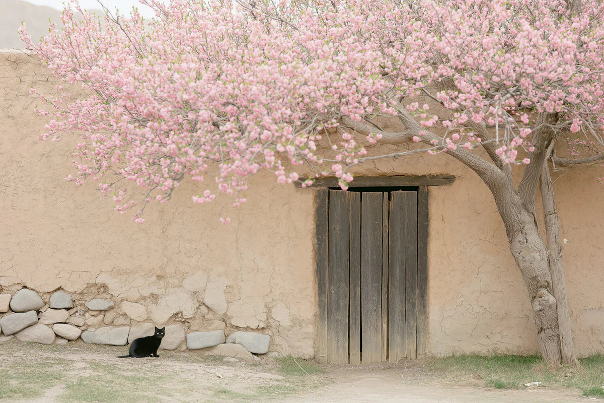 Blooming Cherry Blossom Courtyard Mural Wallpaper - room preview 02