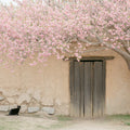 Blooming Cherry Blossom Courtyard Mural Wallpaper - room preview 02