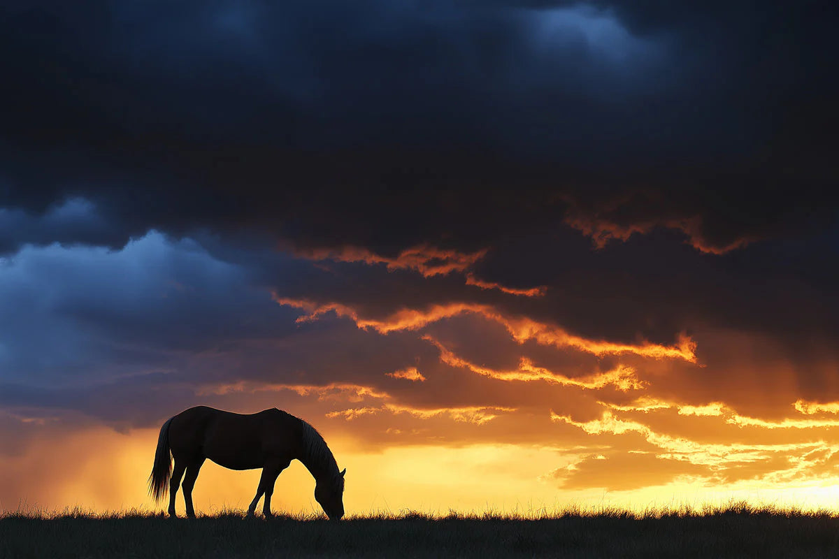 Horse Grazing at Sunset Mural Wallpaper — Moody Nature Design Mural Wallpaper - room preview 02