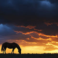 Horse Grazing at Sunset Mural Wallpaper — Moody Nature Design Mural Wallpaper - room preview 02
