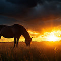 Grazing Horse at Sunset Mural Wallpaper —Dramatic Nature Scene Mural Wallpaper - room preview 02