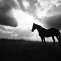Galloping Horse Silhouette Mural Wallpaper — High Contrast Noir Mural Wallpaper - room preview 02
