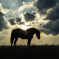 Galloping Horse Silhouette Mural Wallpaper —Moody Dusk Scene Mural Wallpaper - room preview 02