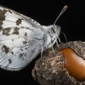 Macro Butterfly and Acorn Mural Wallpaper — Dark Nature Print Mural Wallpaper - room preview 02