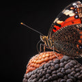 Macro Butterfly and Textured Bloom Mural Wallpaper — Dark Botanical Mural Wallpaper - room preview 02