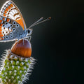 Macro Butterfly and Spiky Seed Mural Wallpaper — Artistic Nature Mural Wallpaper - room preview 02