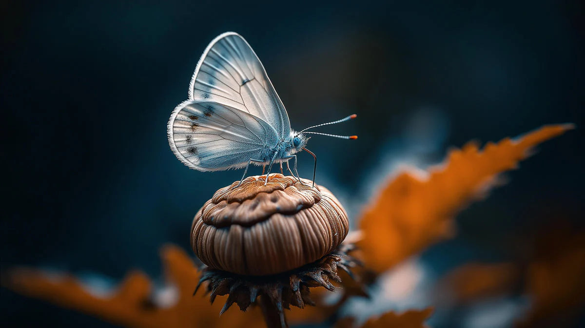 Ethereal Butterfly Macro Mural Wallpaper — Moody Floral Decor Mural Wallpaper - room preview 02