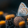 Macro Butterfly and Wildflower Mural Wallpaper — Moody Nature Mural Wallpaper - room preview 02