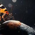 Monarch Butterfly Night Mural Wallpaper — Moody Nature Design Mural Wallpaper - room preview 02