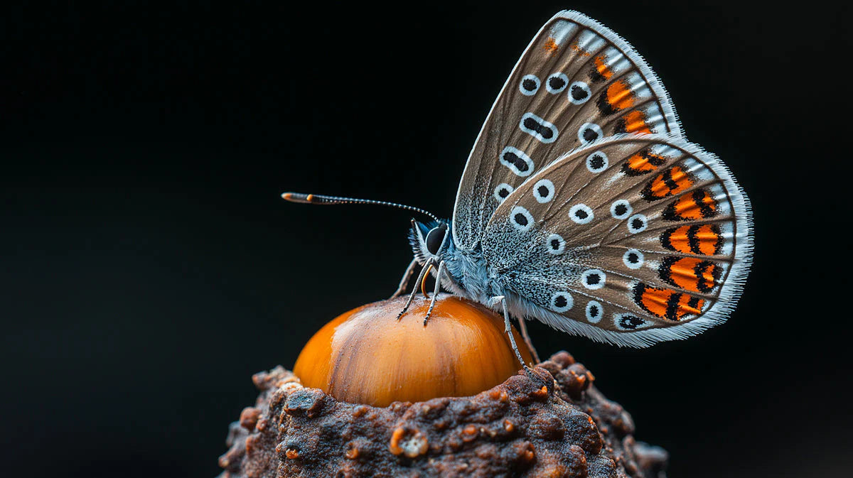 Macro Butterfly and Nut Mural Wallpaper — Realistic Nature Art Mural Wallpaper - room preview 02