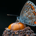 Macro Butterfly and Nut Mural Wallpaper — Realistic Nature Art Mural Wallpaper - room preview 02