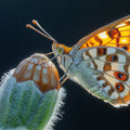 Macro Butterfly and Bud Mural Wallpaper — Dramatic Natural Detail Mural Wallpaper - room preview 02