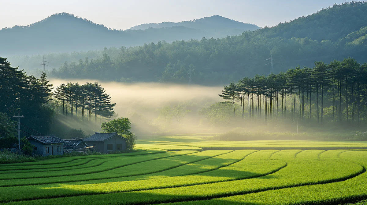 Misty Morning Rice Terrace Mural Wallpaper —Landscape Design Mural Wallpaper - room preview 02
