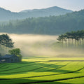 Misty Morning Rice Terrace Mural Wallpaper —Landscape Design Mural Wallpaper - room preview 02