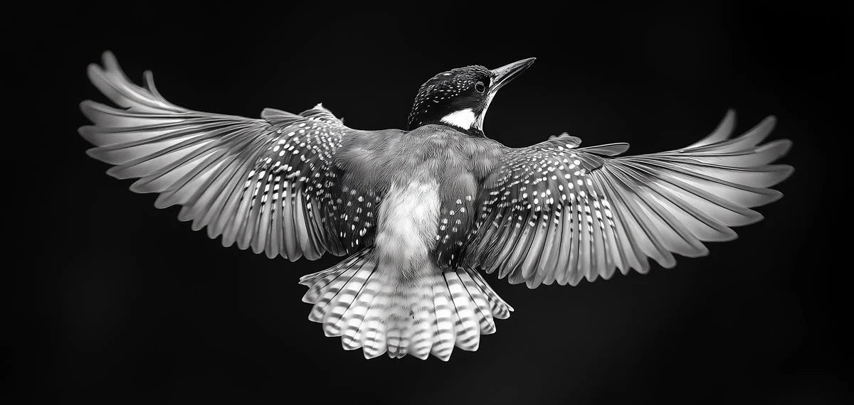 Kingfisher in Flight Mural Wallpaper — Monochrome Artistic Design Mural Wallpaper - room preview 02