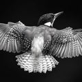 Kingfisher in Flight Mural Wallpaper — Monochrome Artistic Design Mural Wallpaper - room preview 02