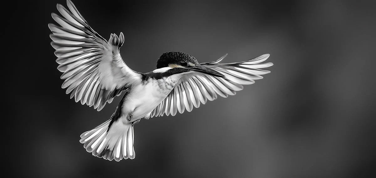Kingfisher in Flight Mural Wallpaper — Monochrome Minimalist Decor Mural Wallpaper - room preview 02