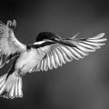 Kingfisher in Flight Mural Wallpaper — Monochrome Minimalist Decor Mural Wallpaper - room preview 02